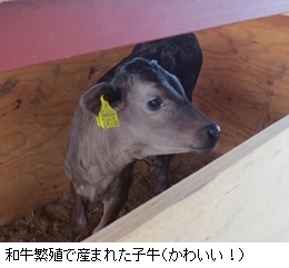 和牛繁殖で生まれた子牛.jpg