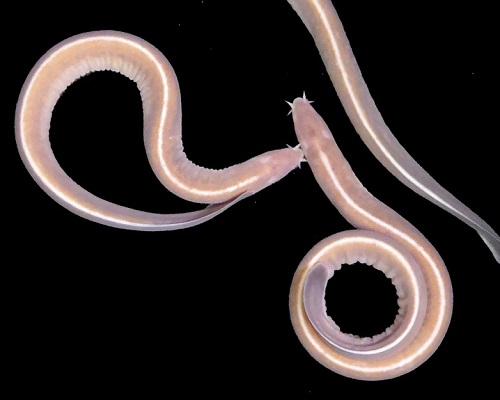 生物資源科学部・山口助教研究成果