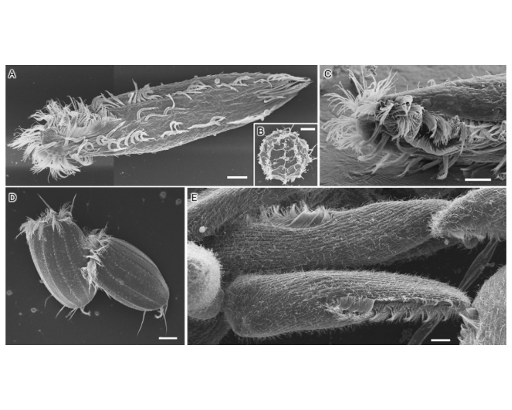 生物資源科学部・石田准教授研究成果