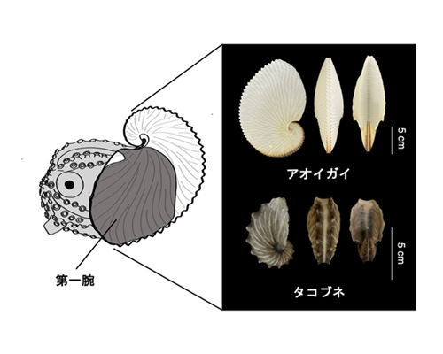 生物資源科学部・吉田教授研究成果