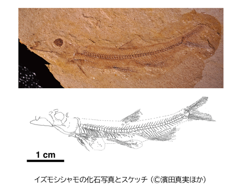 総合理工学部・入月教授研究成果