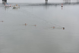 水泳部が伝統の寒中水泳を実施 国立大学法人 島根大学 水泳部が伝統の寒中水泳を実施 国立大学法人 島根大学