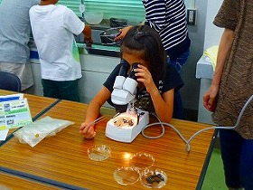 顕微鏡で観察する児童
