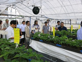 農技センターイチゴ視察