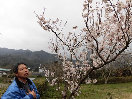 本庄総合農場・十六日桜4.jpg