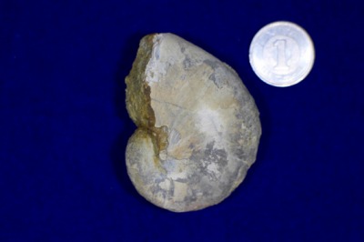 島根県の石（化石）「ミズホタコブネ　Mizuhobaris izumoensis」