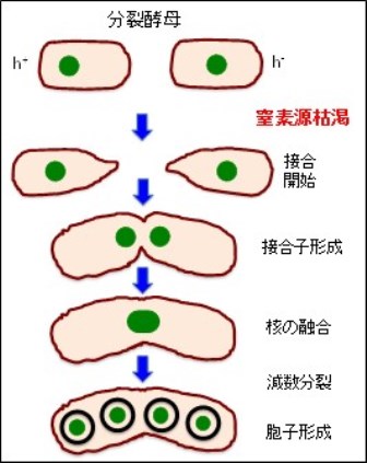 図1.分裂酵母の生活環