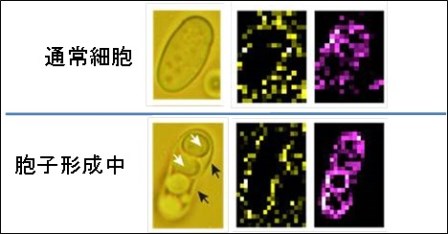 図2.分裂酵母細胞内