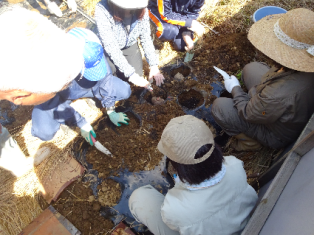 コンニャクイモの植え付け