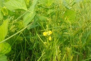 アズキ開花の様子（9月）