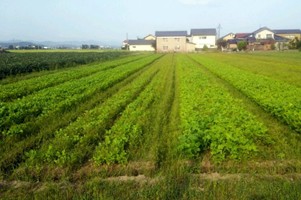 試験栽培の様子（湿害対策が肝要