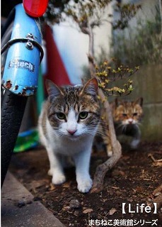 まちねこ美術館 まちねこ美術館