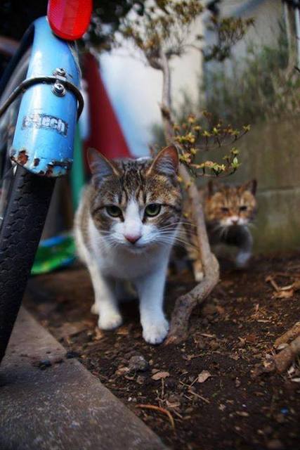 まちねこ美術館 まちねこ美術館