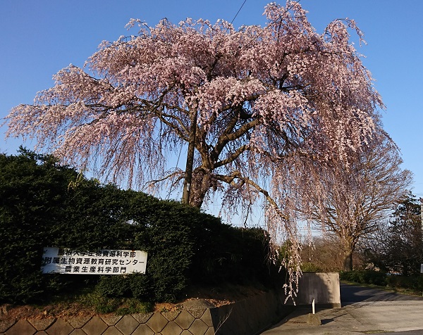 農場正門サクラ.jpg