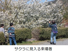 サクラに見入る来場者.jpg