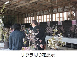 サクラ切り花展示.jpg