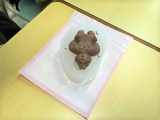 子どもミュージアム体験教室