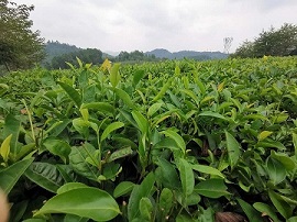 中国の茶畑　写真