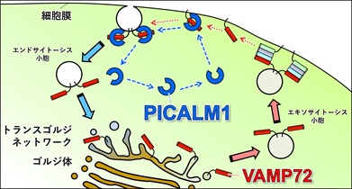 PICALM1によるVAMP72のリサイクル
