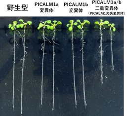 PICALM1欠失変異体の芽生えの様子