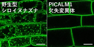 蛍光イメージングによるPICALM1欠失変異体でのVAMP72-緑色蛍光タンパク質の細胞内の様子