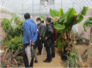 熱帯果樹温室の見学