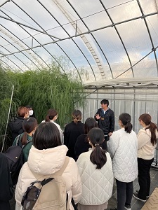 アスパラガスの高畝栽培