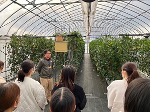 ミニトマトの島根型養液栽培システム