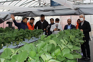 イチゴ養液栽培生産者視察