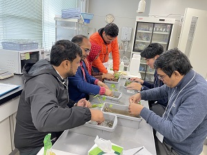 ワサビ定植準備