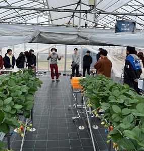 ひだまり農園１（イチゴの養液栽培）