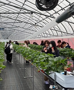 ひだまり農園2(イチゴの試食) ひだまり農園2(イチゴの試食)