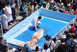 ダイオウイカの公開解剖