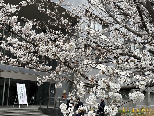 桜写真