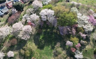 サクラ遺伝資源保存園