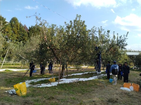 リンゴ実習写真