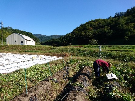 25中国山地の低温条件を利用した高品質なサツマイモ