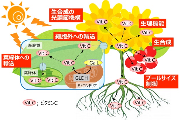 12微細藻類