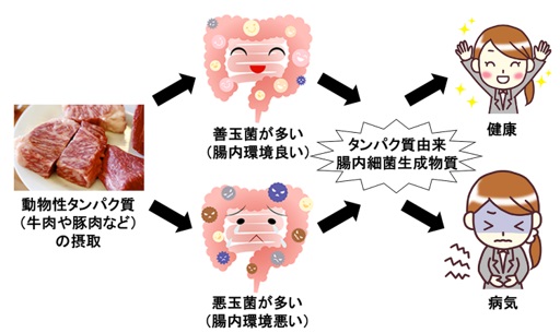 24健康促進と病態発症の分岐点