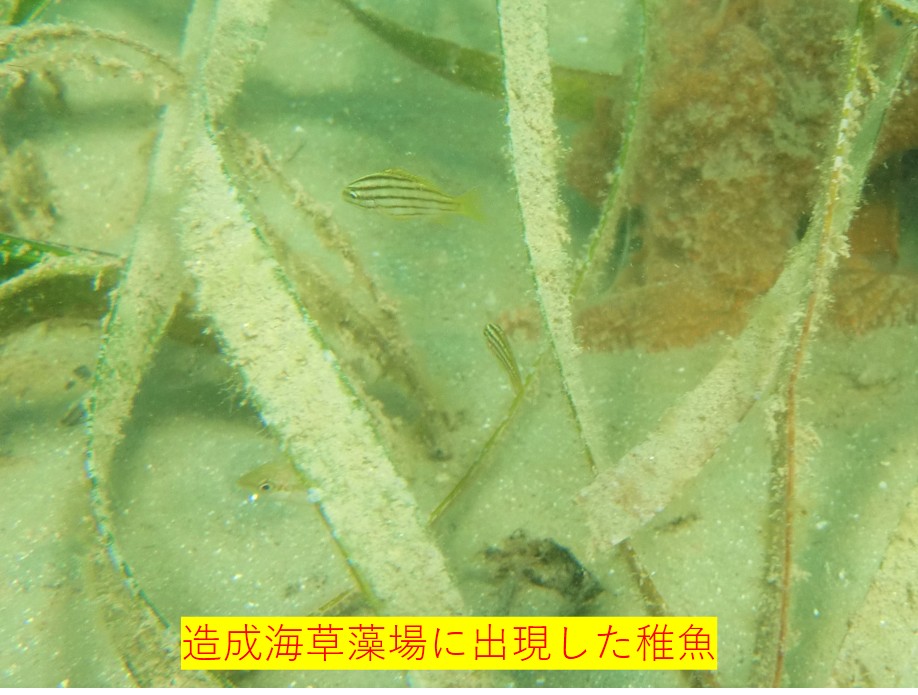 ke-3_ 沿岸生態系の保全や修復に関する研究