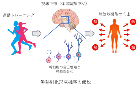 me-18me-18.血管平滑筋異常収縮の制御機構の解明,暑熱馴化の神経基盤と熱中症予防法の解明