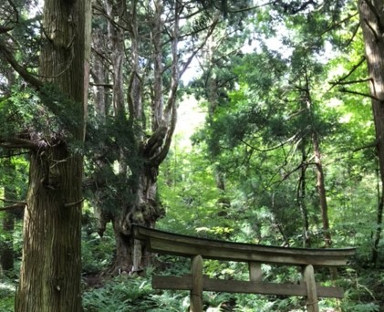 en-61.隠岐の島の豊かな山林から川を通じて海に至る環境資源を活かした森里海フィールド実習