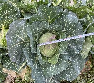 en-69_ 昆虫生産・加工による地域資源循環と食糧確保への貢献