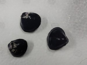 ke-11_ 水生生物における環境適応機構の解析