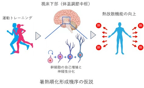 me-30_1. 血管平滑筋異常収縮の制御機構の解明_ 2. 暑熱順化の神経基盤と熱中症予防法の解明