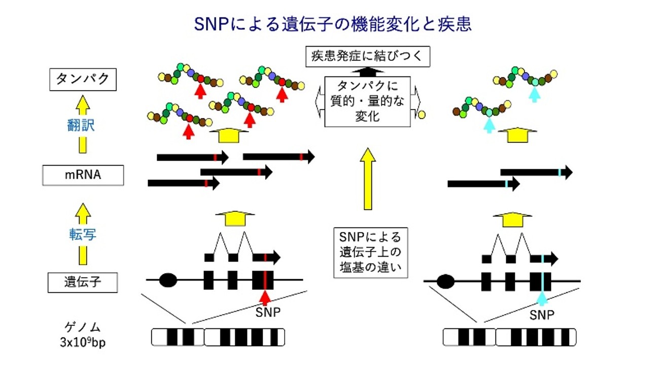 hu-11_ゲノムから人間を理解する：人間科学部発･遺伝医学リテラシー教育