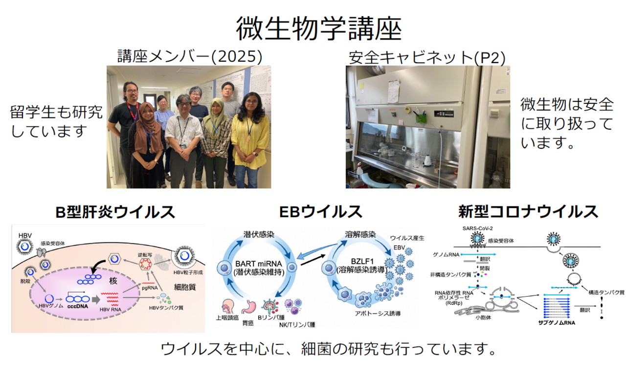 細胞内VHH抗体と新規放線菌資源の融合による、難治性・耐性感染症の革新的治療戦略の構築：医学部　教授　飯笹 久
