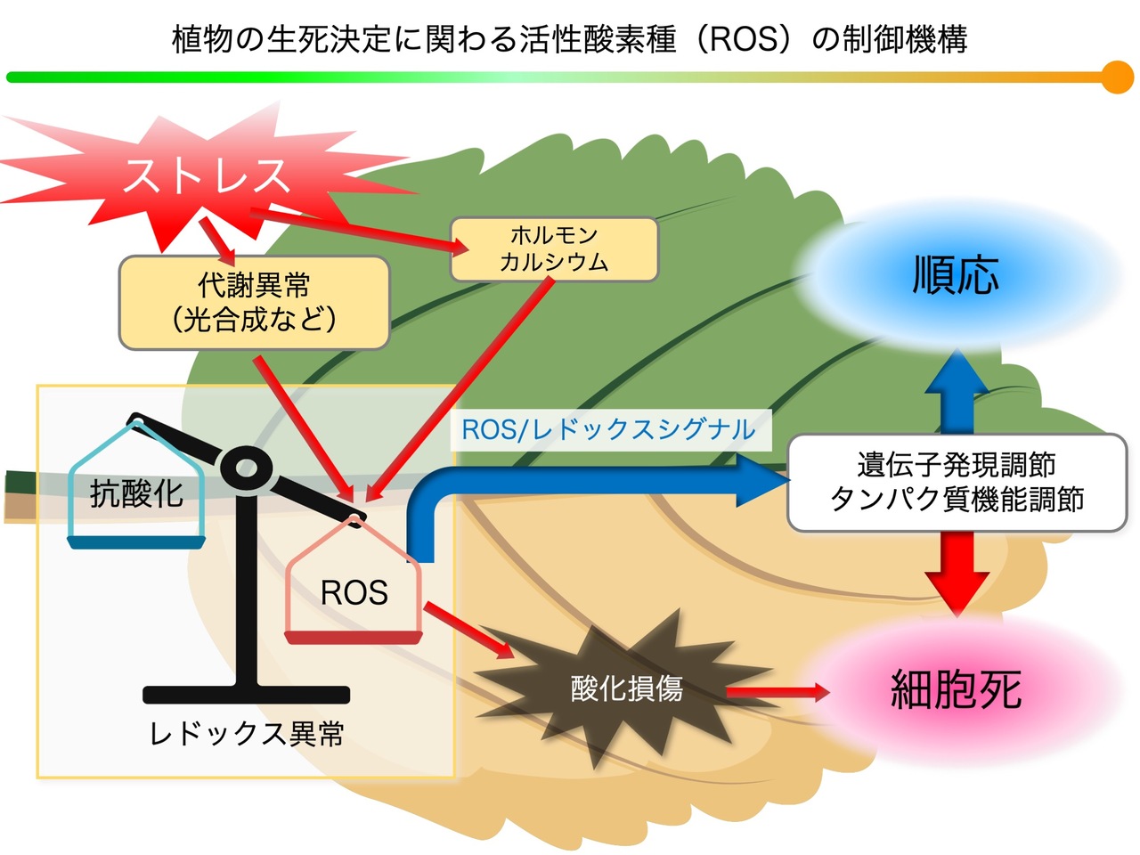 植物の生死を支配する細胞内酸化還元制御の分子機構の解明：変動環境で高い生産性を保持する農作物の育種基盤の創生：生物資源科学部　教授　丸田 隆典