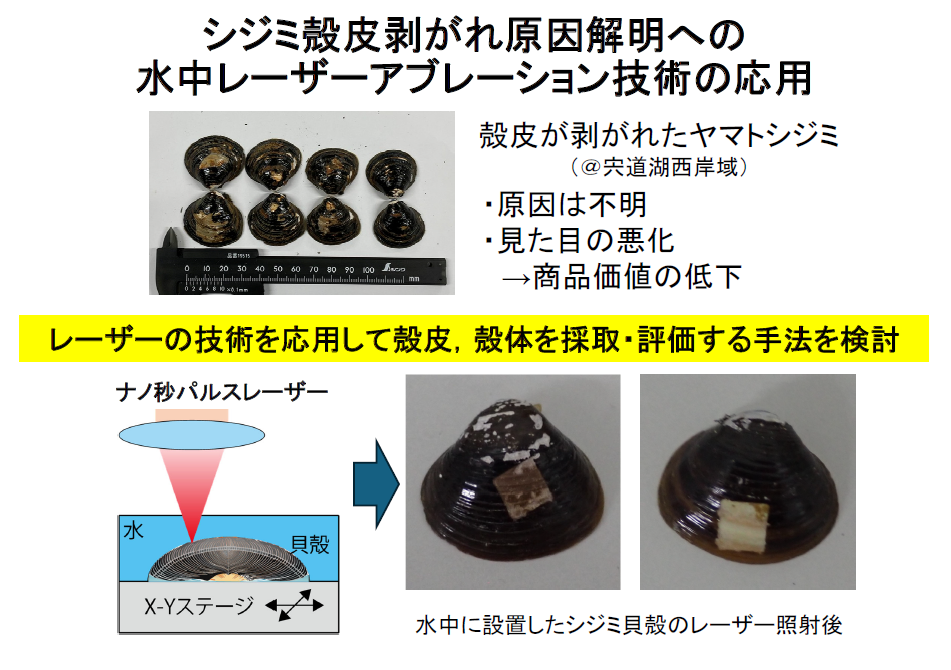 シジミ殻皮剥がれ原因解明への水中レーザーアブレーション技術の応用：総合理工学部　准教授　辻 剛志